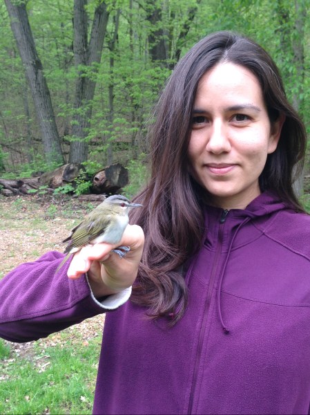 Banded red-eyed vireo at WBS